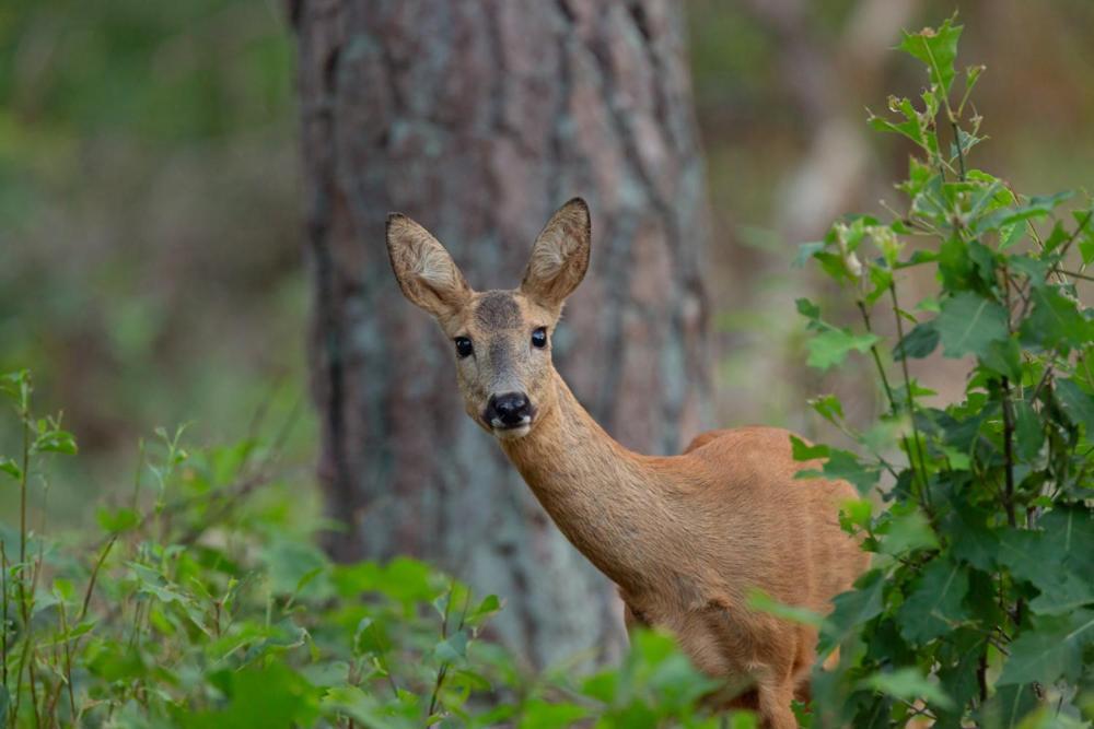 Genieten Op De Veluwe Van Rust En Natuur Putten Exterior foto